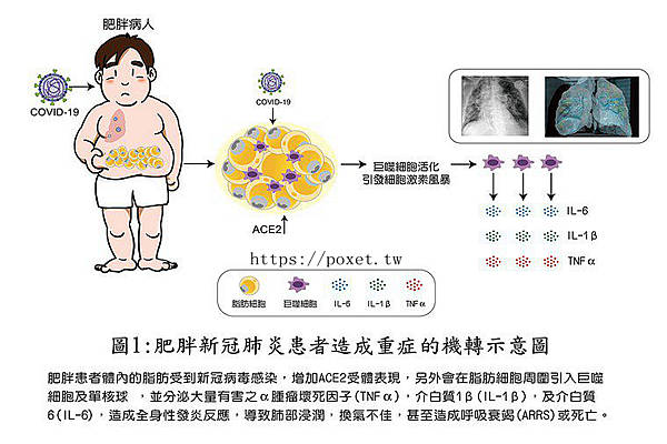 為何肥胖者容易染疫且重症機率高